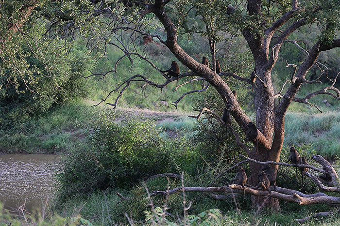 Foxy_Fox_Madikwe_Baboons
