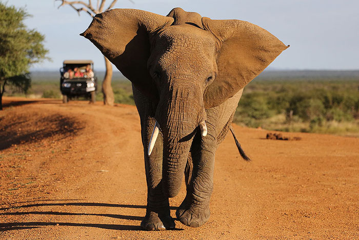 Foxy_Fox_Madikwe_Elephant_Charging