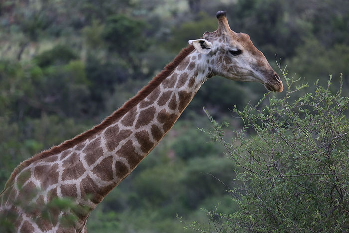 Foxy_Fox_Madikwe_Giraffe_2
