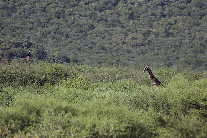 Foxy_Fox_Madikwe_Giraffe_6