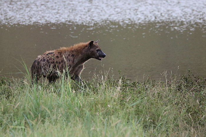 Foxy_Fox_Madikwe_Hyena1