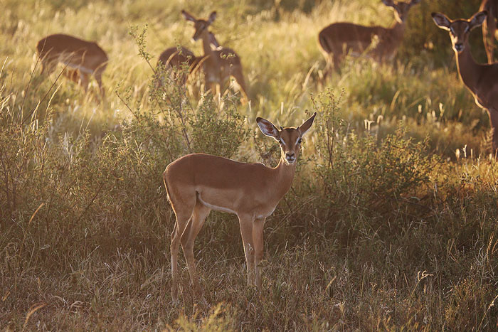 Foxy_Fox_Madikwe_Impala_3