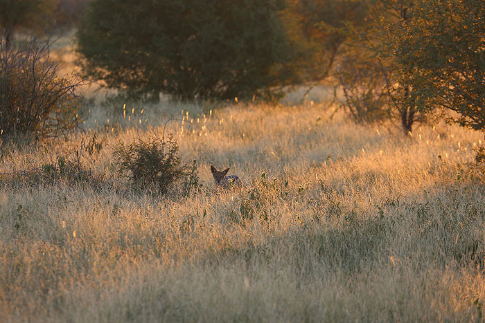 Foxy_Fox_Madikwe_Jackel