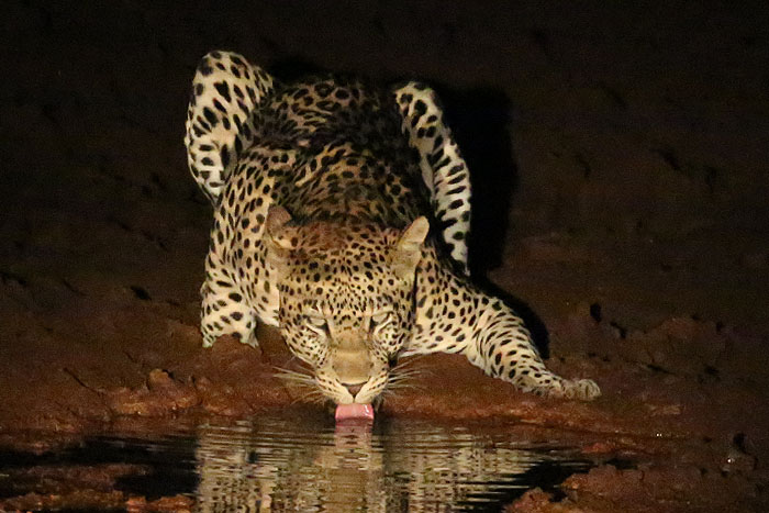 Foxy_Fox_Madikwe_Leopard