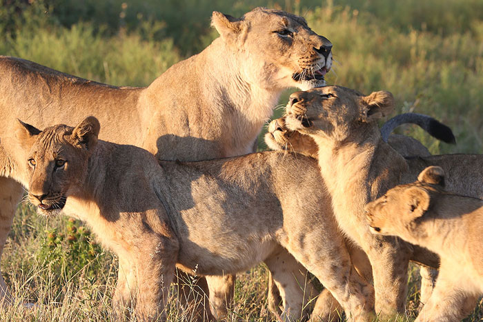Foxy_Fox_Madikwe_Lion_10