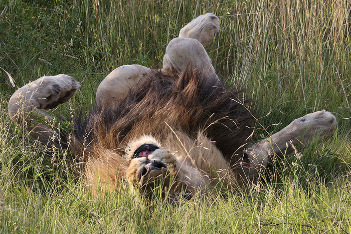 Foxy_Fox_Madikwe_Lion_2