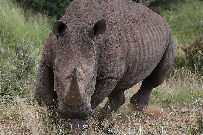 Foxy_Fox_Madikwe_Rhino_Charging