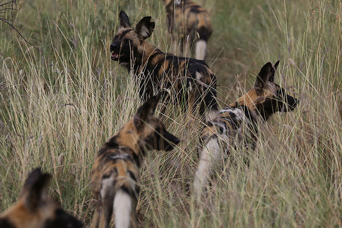 Foxy_Fox_Madikwe_WildDog_3