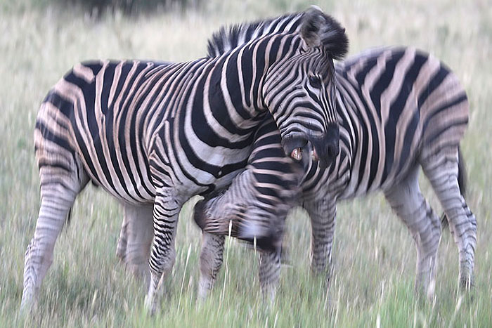Foxy_Fox_Madikwe_Zebras